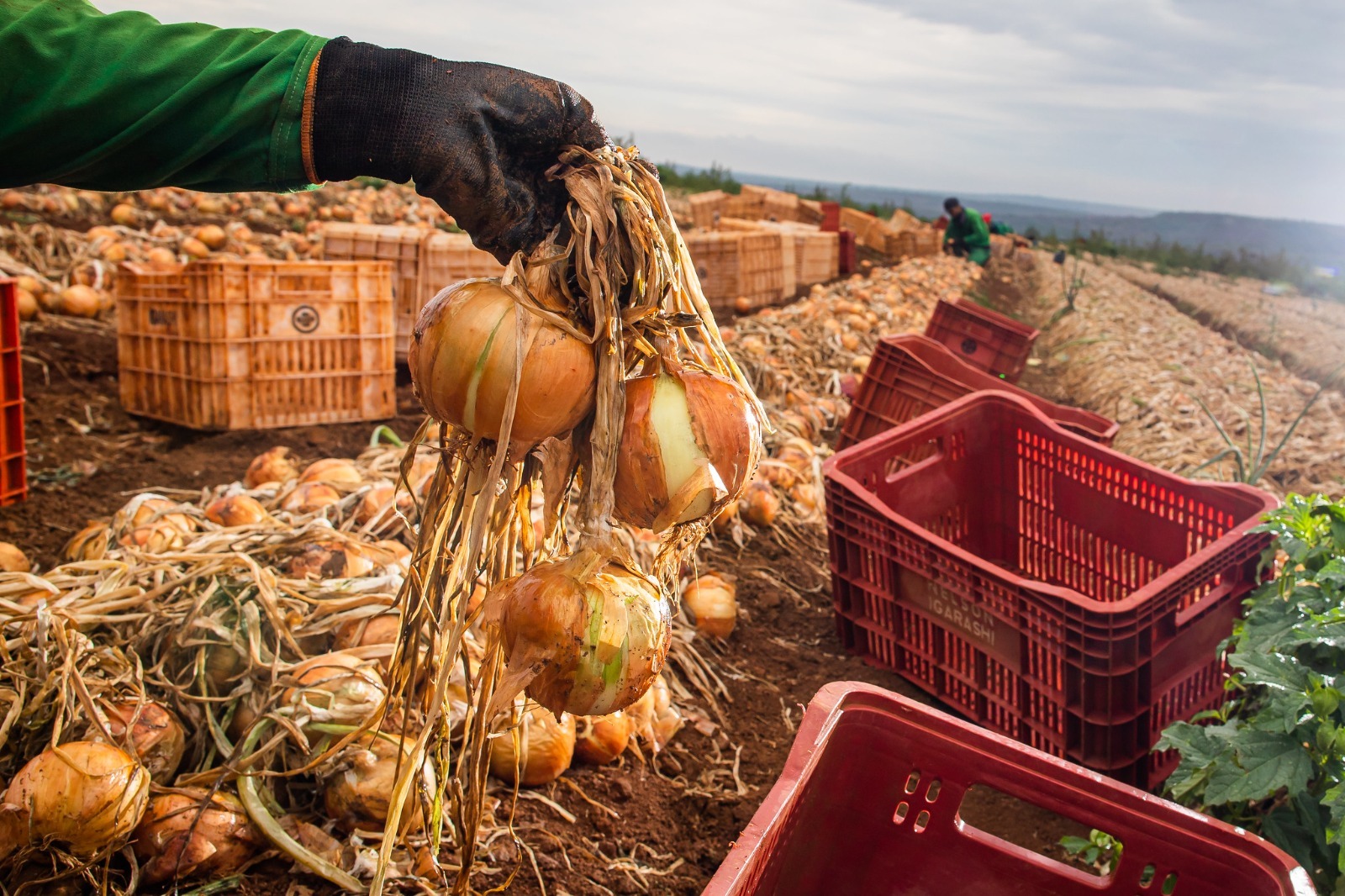 Ganho de produtividade faz colheita de cebola crescer 32,6% em Goiás