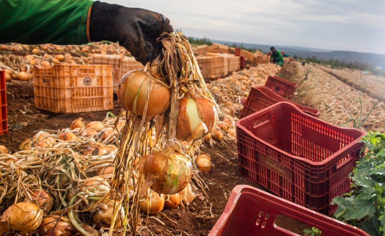 Ganho de produtividade faz colheita de cebola crescer 32,6% em Goiás
